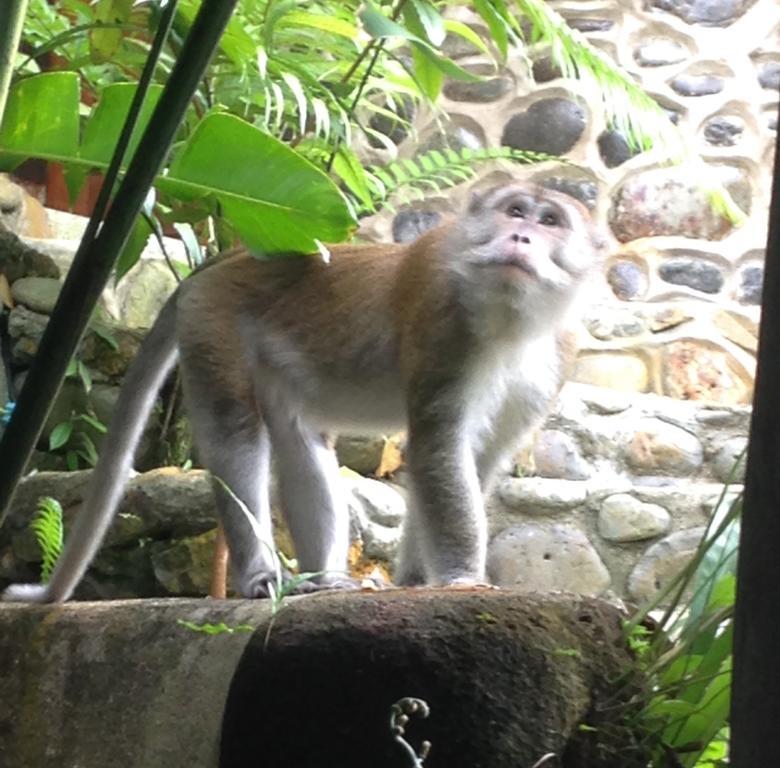 Kupu Kupu Garden Guest House & Cafe ブキットラワン エクステリア 写真